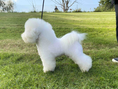 Hardy-Flaps-Constellation-Aquarius