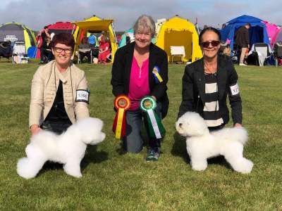1_eslöv2019BIR-Ch-Hardy-Flaps-Caractus-of-Catrelauni-BIM-Ch-Hardy-Flaps-Bondica-of-Iceni